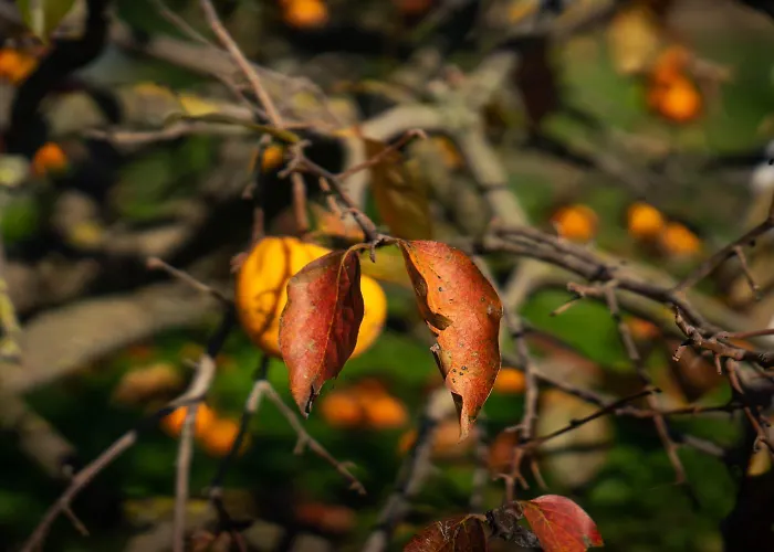 Casa Rosmelissa Bene Vagienna